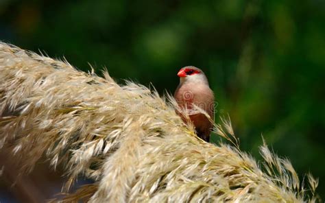 uccello becco rosso